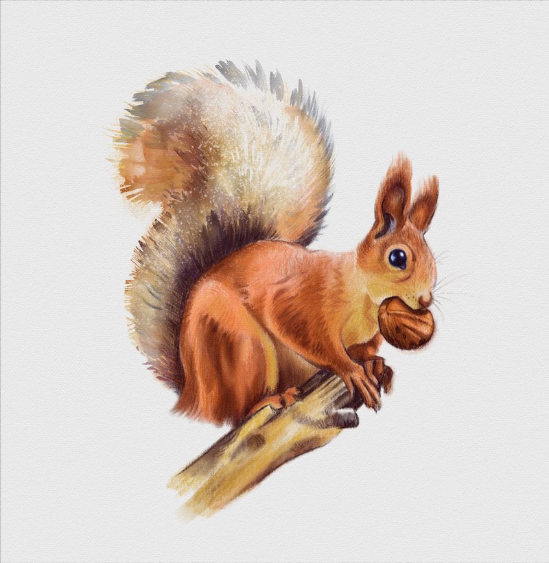 squirrel2cpaperhotpresss2x