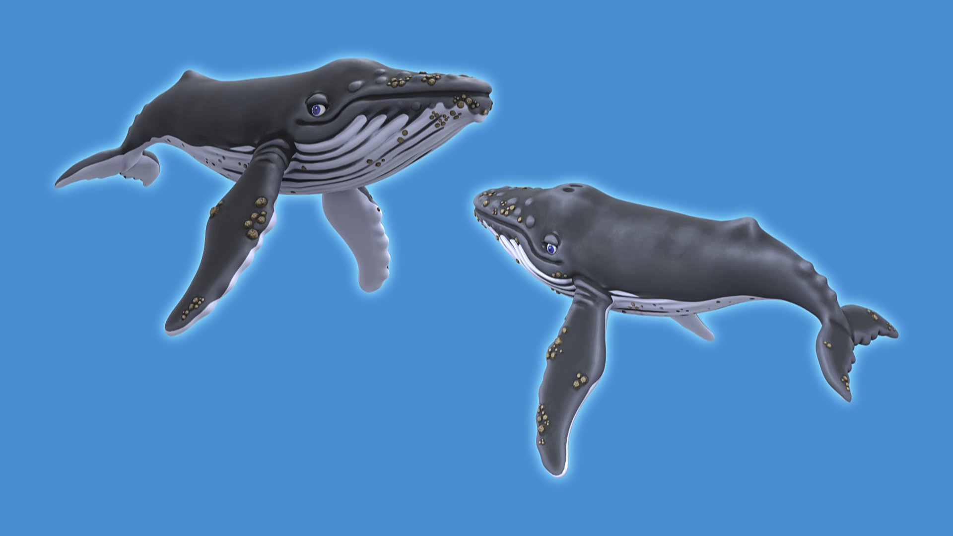 humpbackwhaleviewsrendered